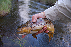 Angler's hand holding a Brown trout
