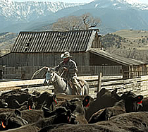 Ranch hand working cattle at the O'Hair Ranch